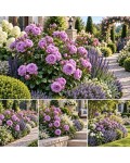 Rose Blue Sky Freelander в композиціях